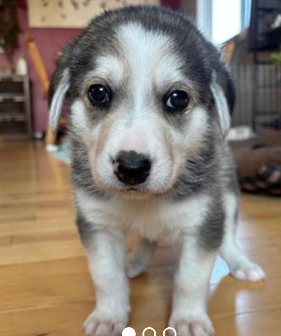 Tank, adopted, Young Male Husky & Labrador Retriever.