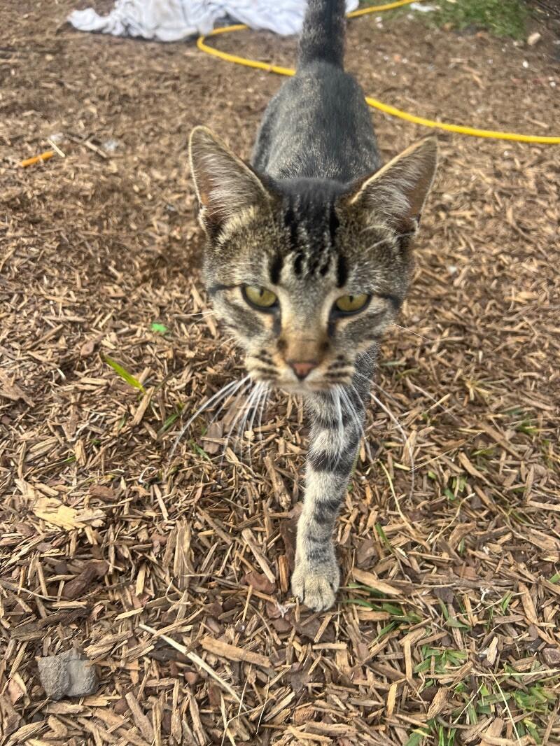Enlarge Pebbles, a Adoptable Domestic Short Hair in Thomasville, AL image 2/2