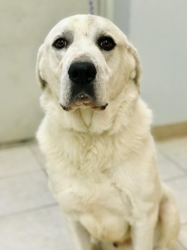 Enlarge Knox, a Adoptable mixed breed in Osage Beach, MO image 1/1