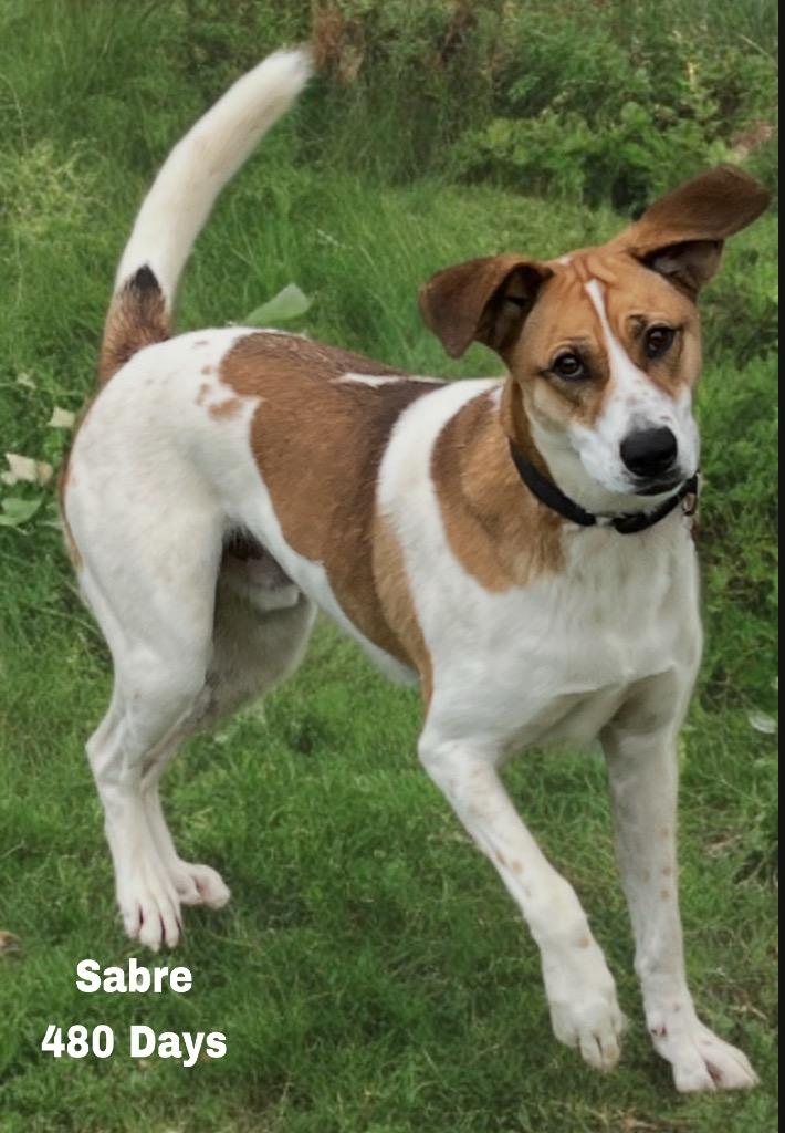 Enlarge Sabre, a Adoptable mixed breed in Dalton, GA image 2/6