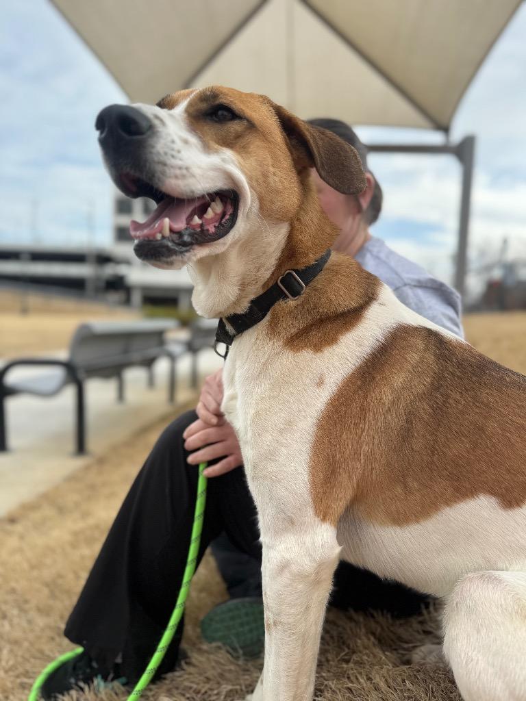 Enlarge Sabre, a Adoptable mixed breed in Dalton, GA image 3/6
