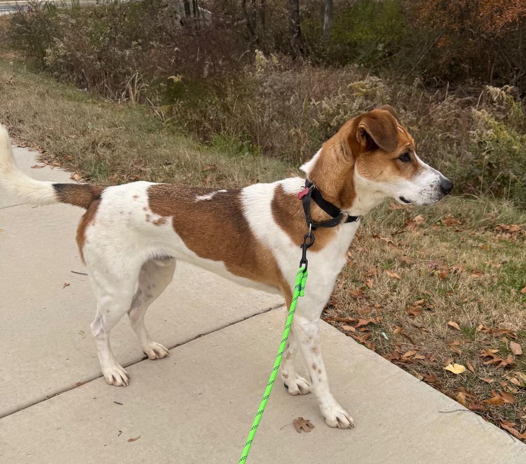 Enlarge Sabre, a Adoptable mixed breed in Dalton, GA image 6/6