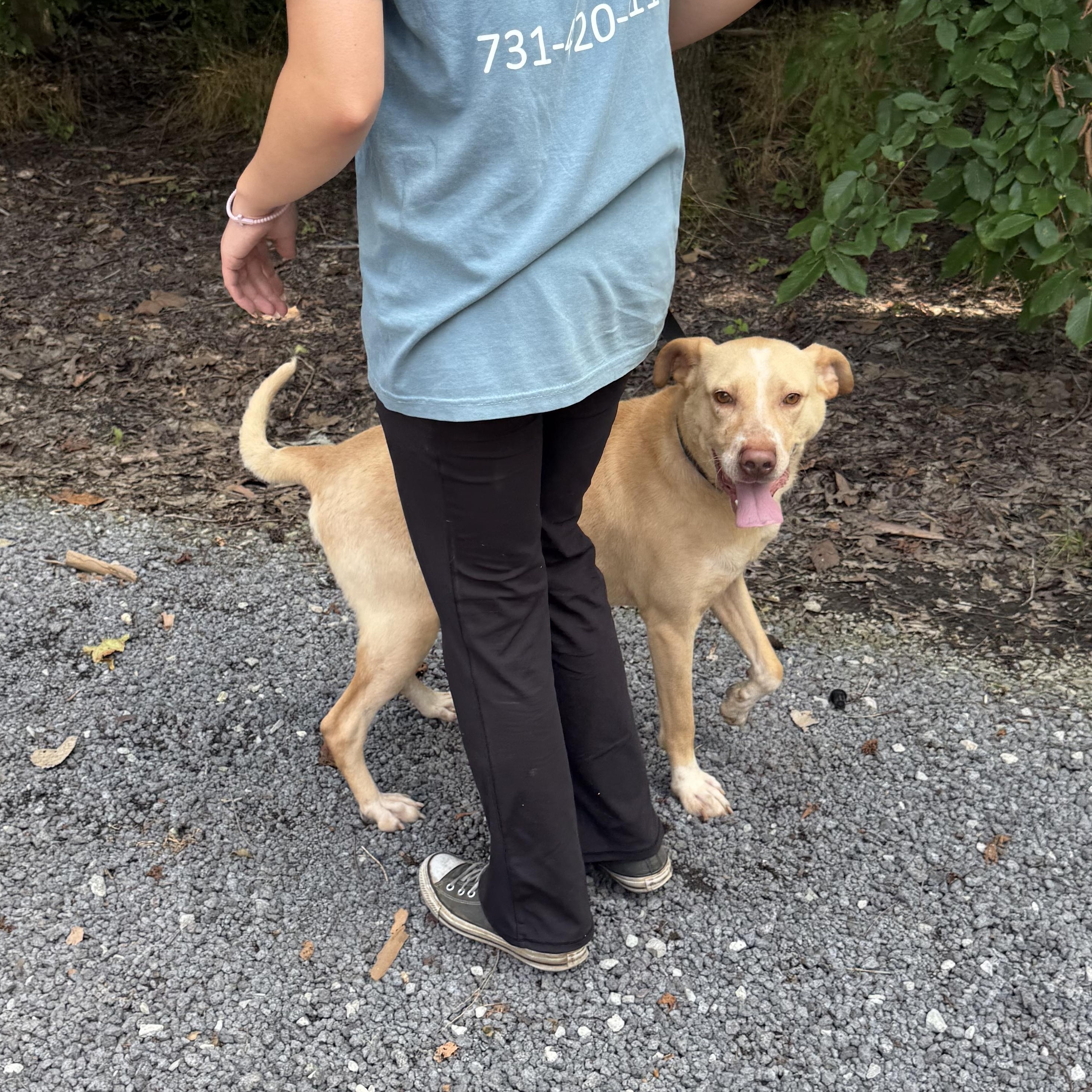 Enlarge Dexter, a Adoptable mixed breed in Alamo, TN image 2/4