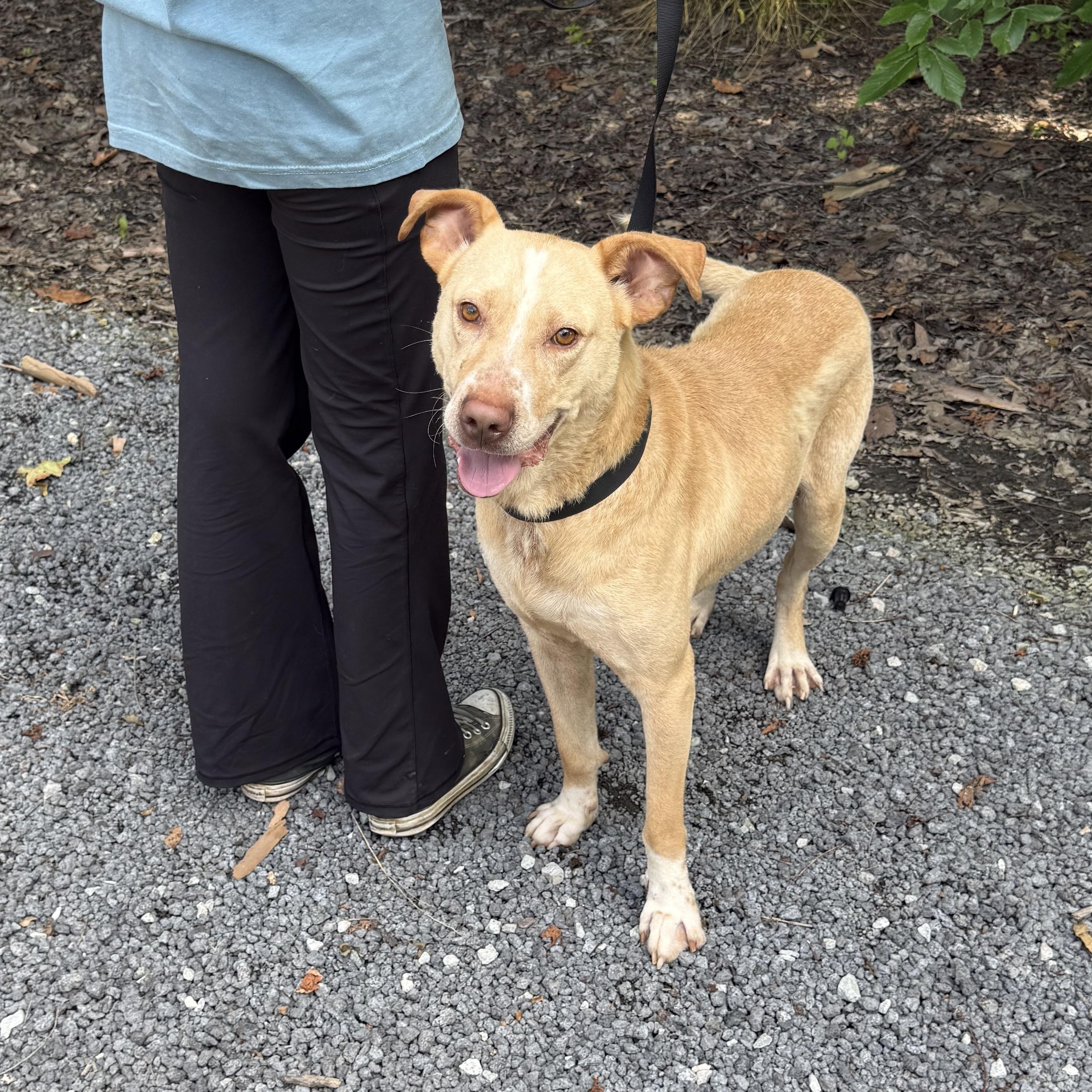 Dexter, Adoptable, Adult Male Labrador Retriever.