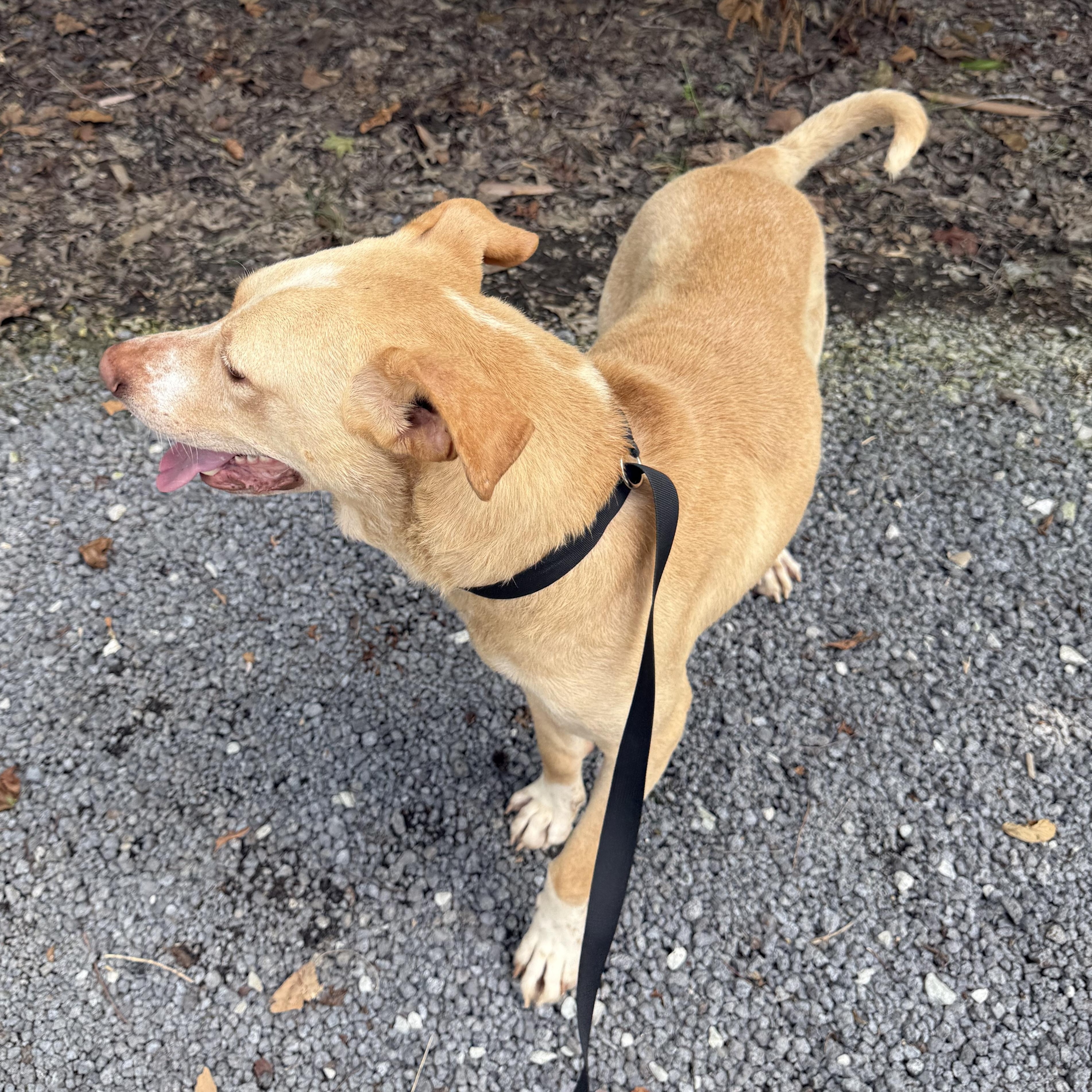 Enlarge Dexter, a Adoptable mixed breed in Alamo, TN image 3/4