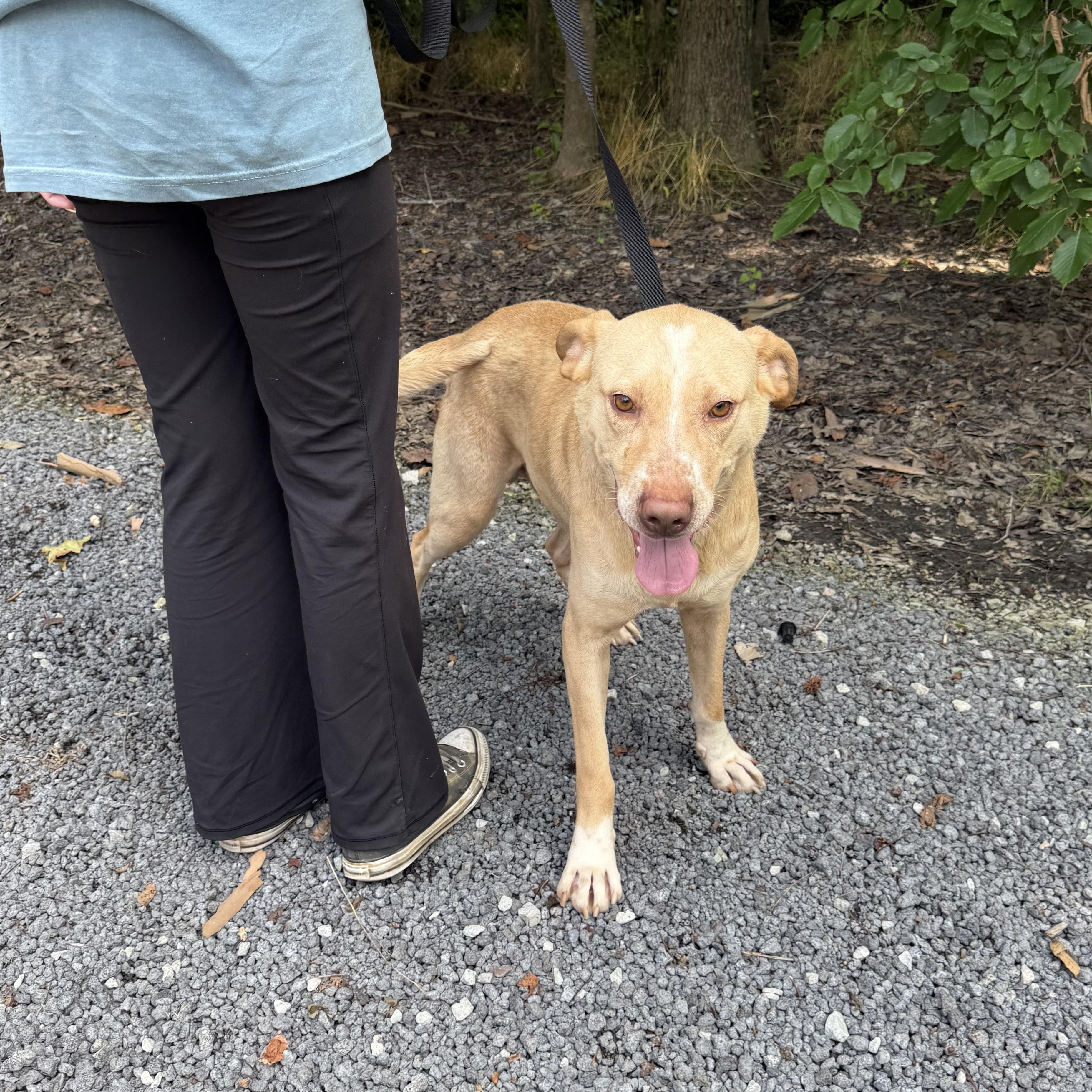 Enlarge Dexter, a Adoptable mixed breed in Alamo, TN image 4/4