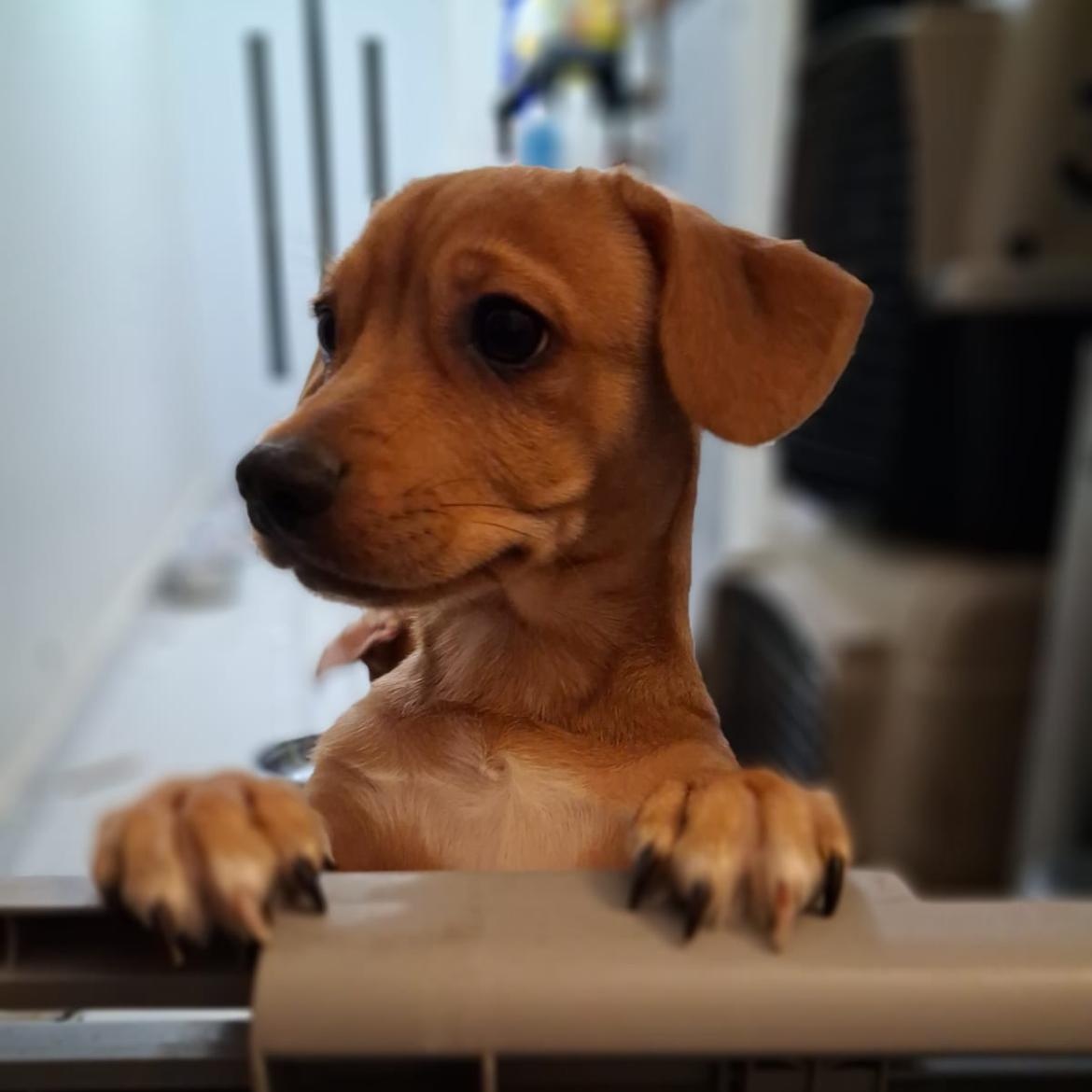 Allan, adopted, Young Male Chihuahua.