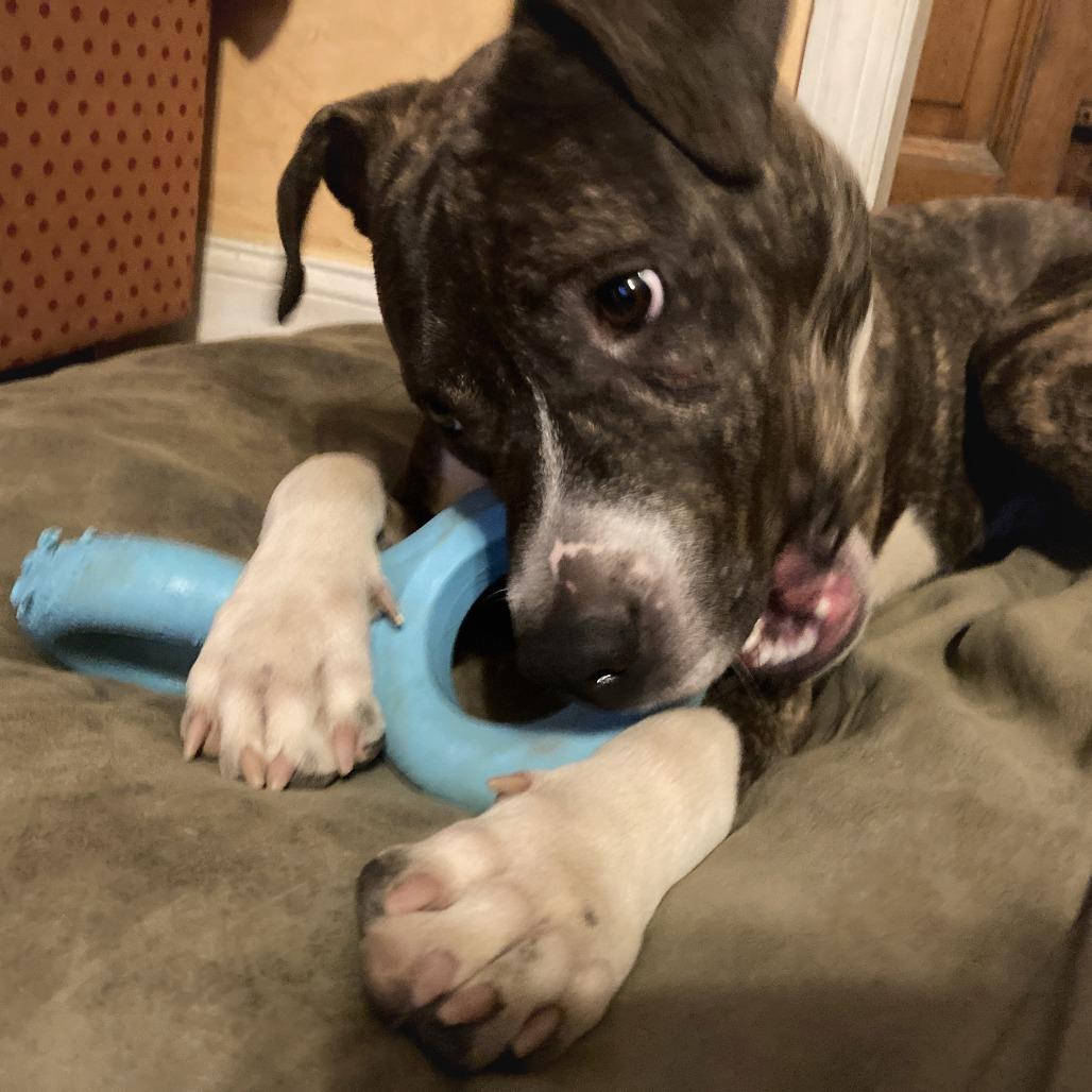 Enlarge Petey, a Adoptable Mixed Breed in York, PA image 1/6