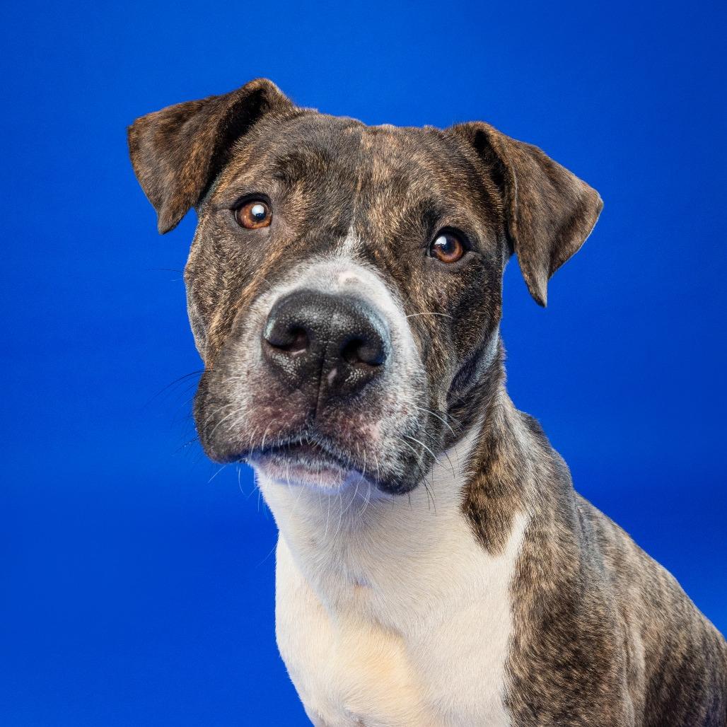 Enlarge Petey, a Adoptable Mixed Breed in York, PA image 4/6
