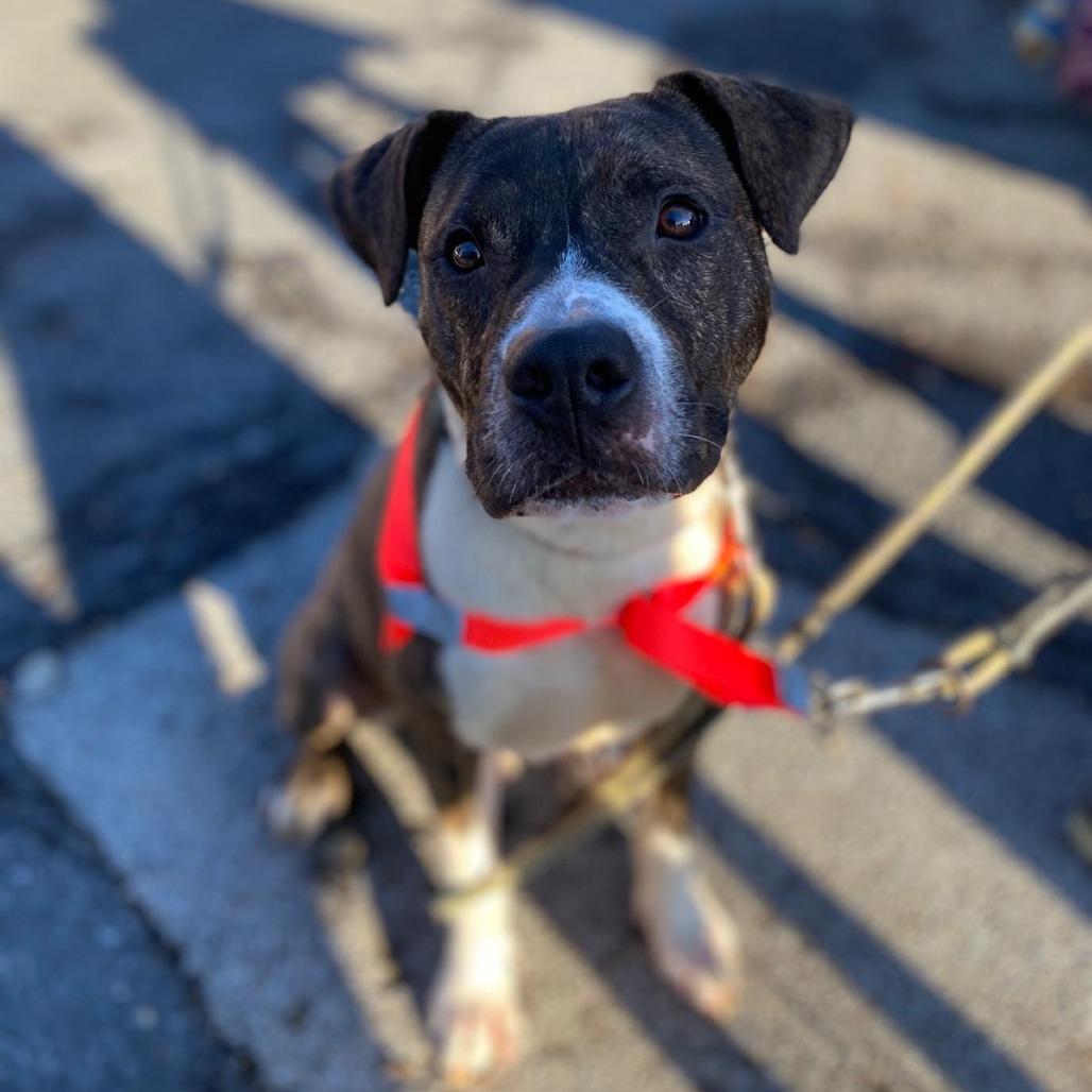 Enlarge Petey, a Adoptable Mixed Breed in York, PA image 5/6