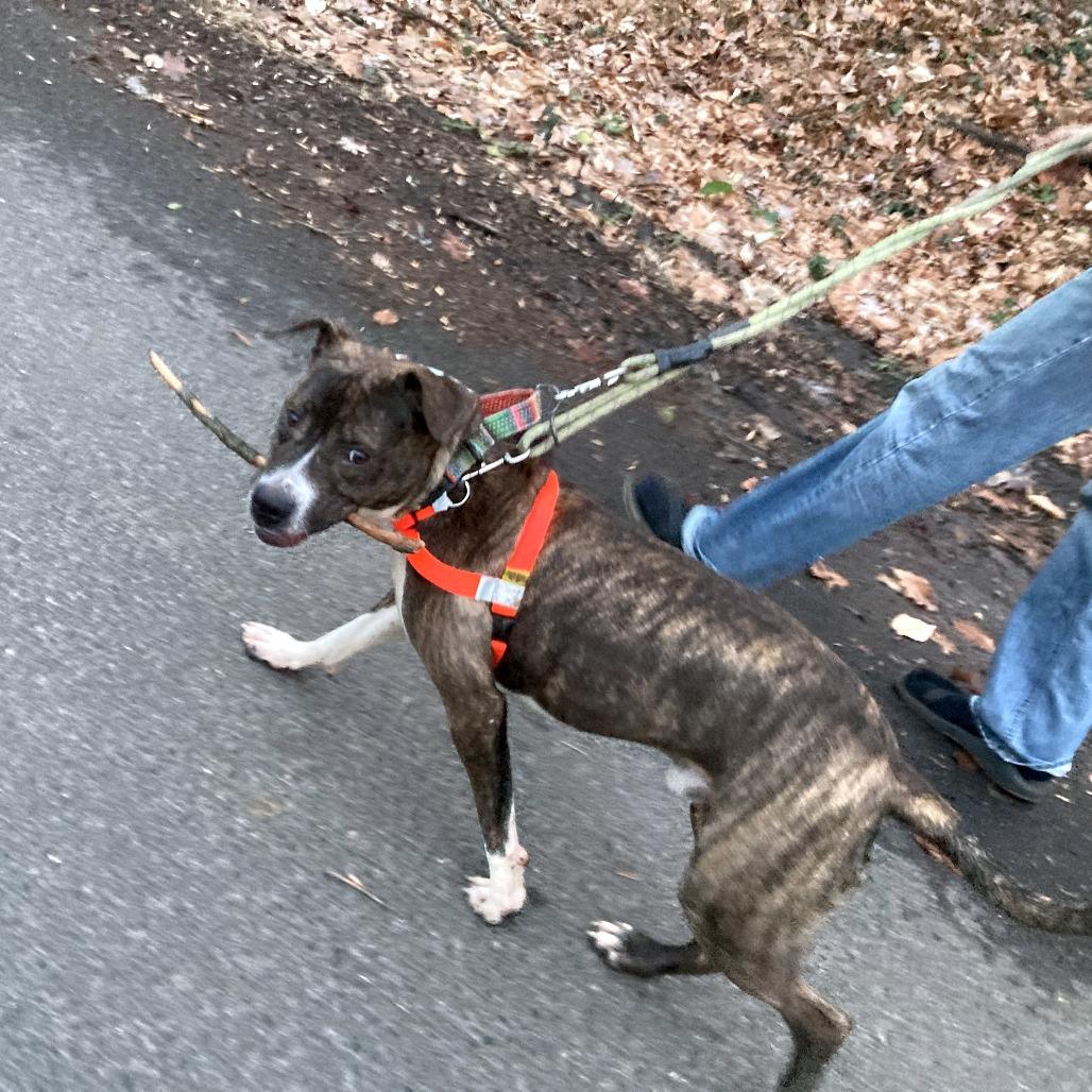 Enlarge Petey, a Adoptable Mixed Breed in York, PA image 2/6