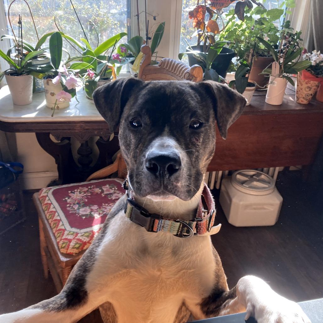 Petey, Adoptable, Adult Male Mixed Breed.