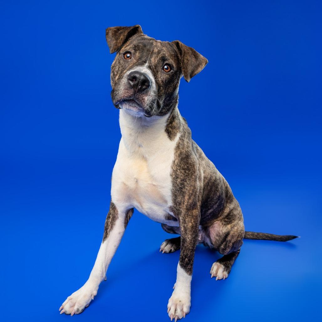 Enlarge Petey, a Adoptable Mixed Breed in York, PA image 6/6