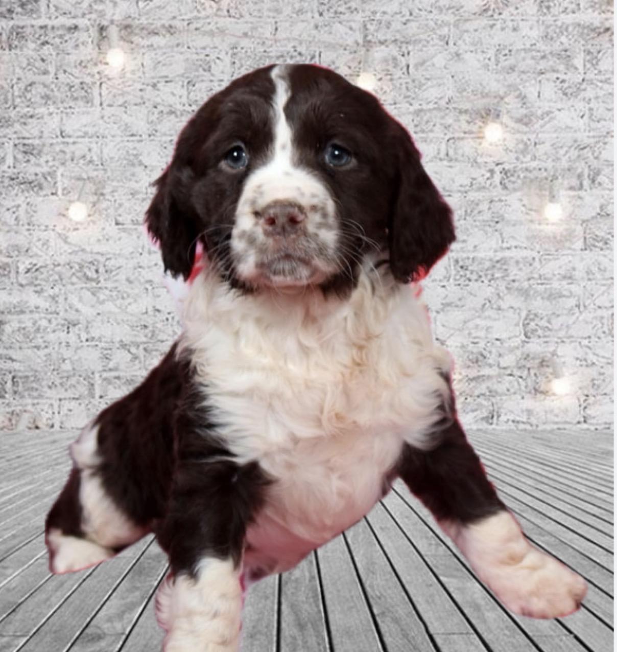 Sophie, ADOPTABLE, Puppy Female English Springer Spaniel.