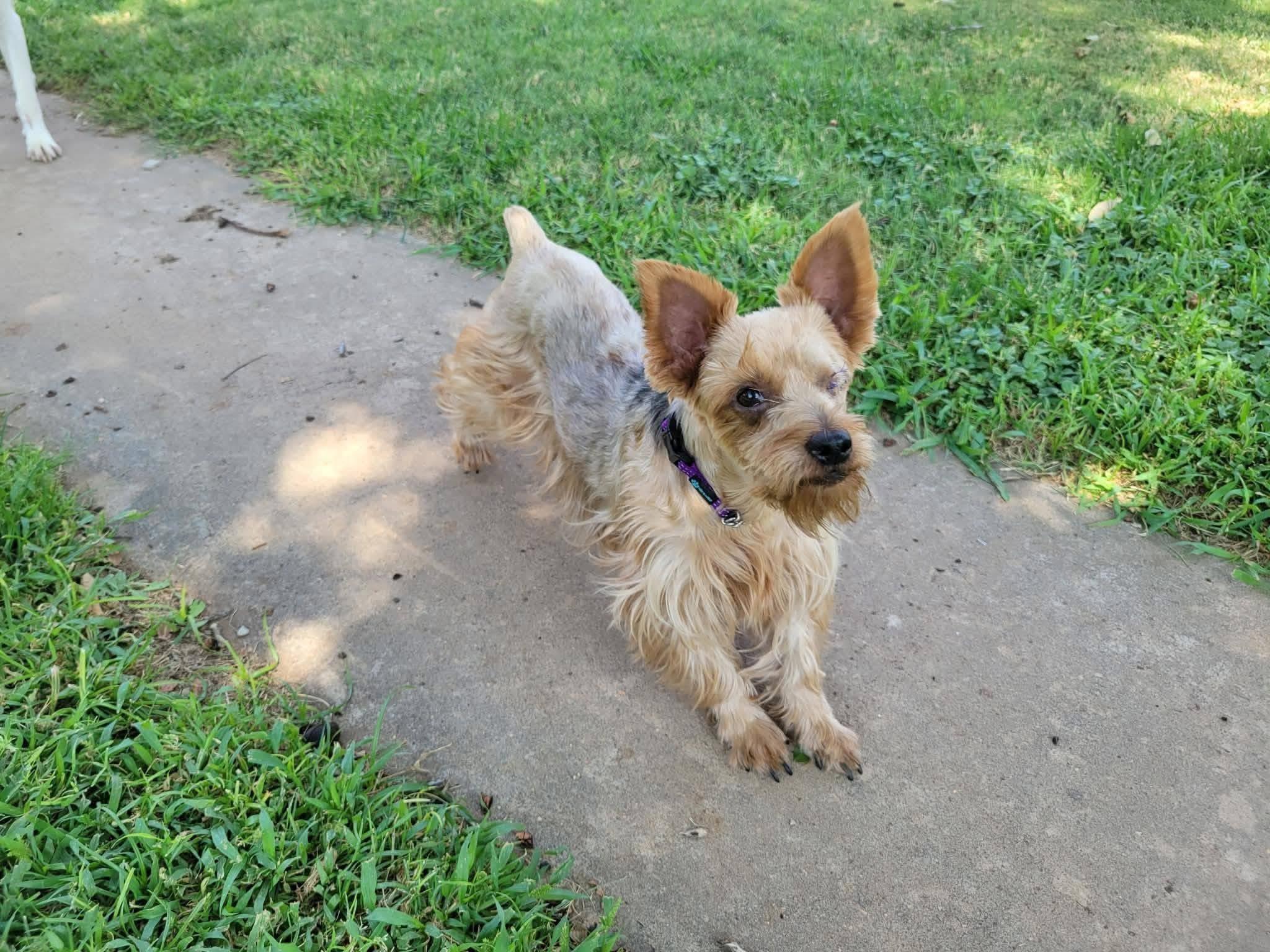 Mila, Adopted, Adult Female Yorkie Poo.