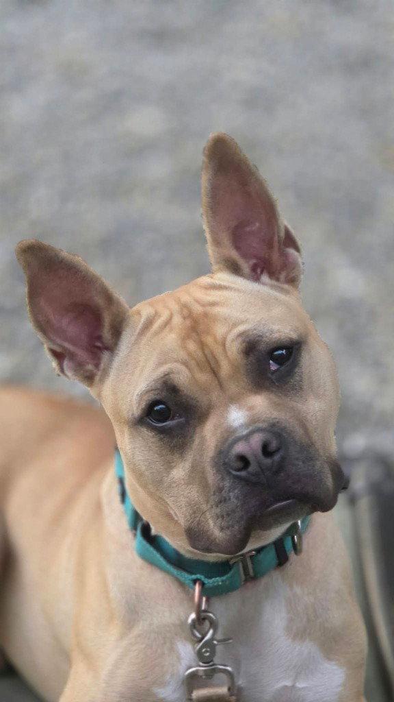 Enlarge Angelo, a Adoptable mixed breed in Sayreville, NJ image 2/3