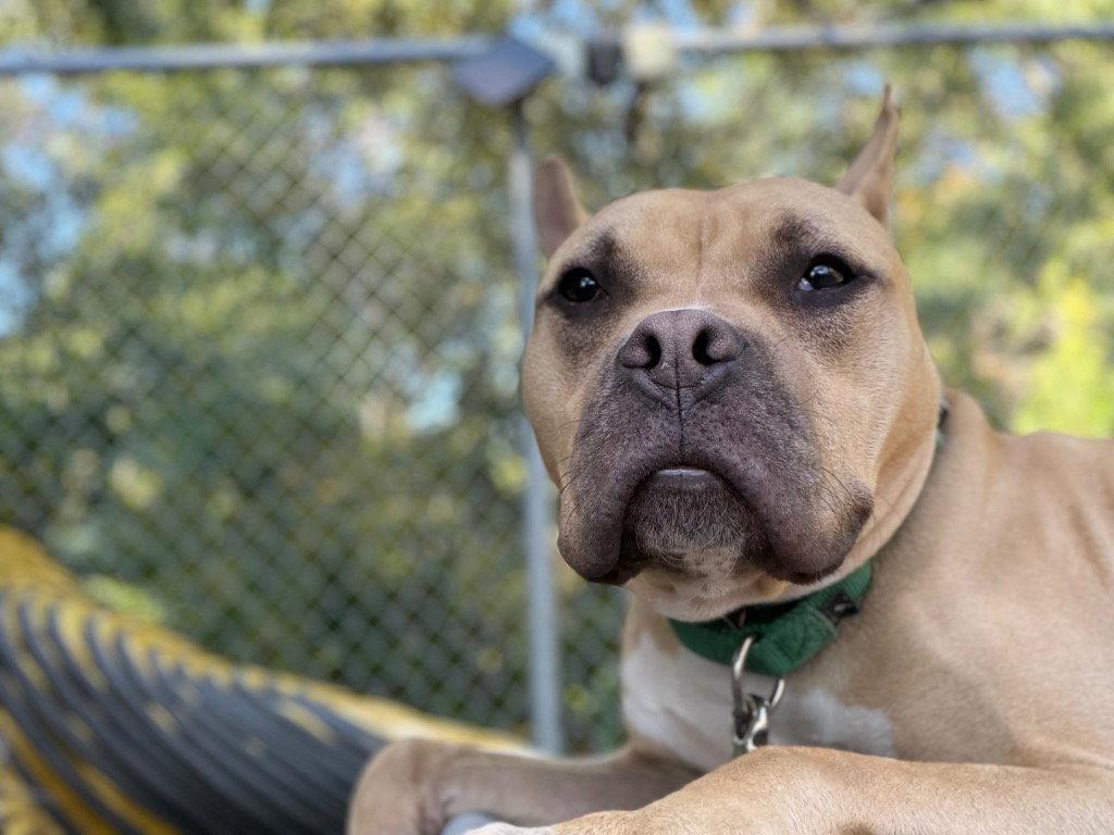 Enlarge Angelo, a Adoptable mixed breed in Sayreville, NJ image 3/3
