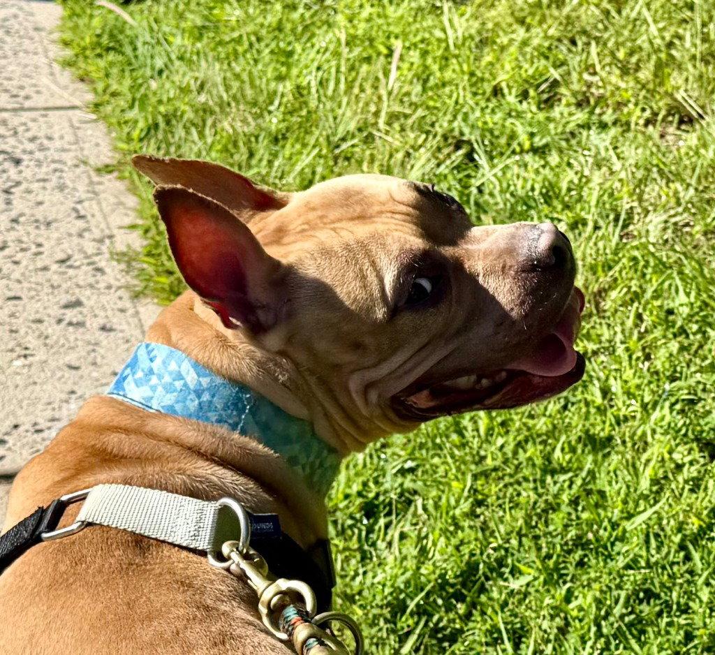Angelo, a Adoptable mixed breed in Sayreville, NJ image 2/3
