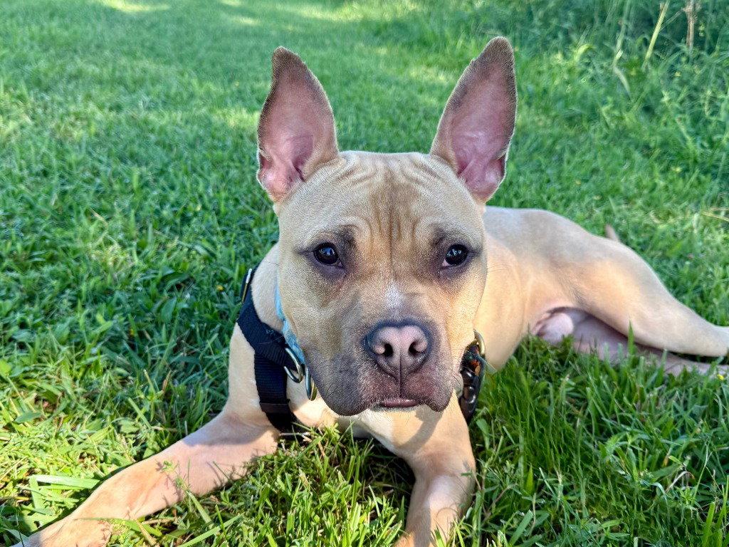 Angelo, a Adoptable mixed breed in Sayreville, NJ image 3/3