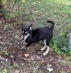 Enlarge Sharla, a Adoptable mixed breed in Buffalo, MO image 1/3