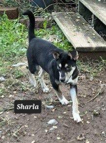 Sharla, Adoptable, Young Female Terrier.