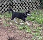 Enlarge Sharla, a Adoptable mixed breed in Buffalo, MO image 3/3