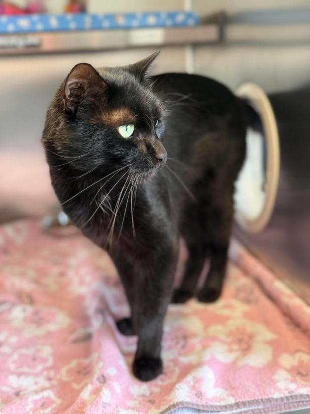 Enlarge Sabbath, a Adoptable mixed breed in Keswick, ON image 2/2