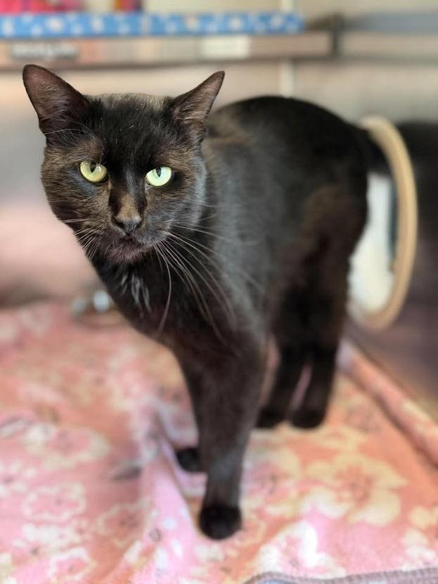 Enlarge Sabbath, a Adoptable mixed breed in Keswick, ON image 1/2