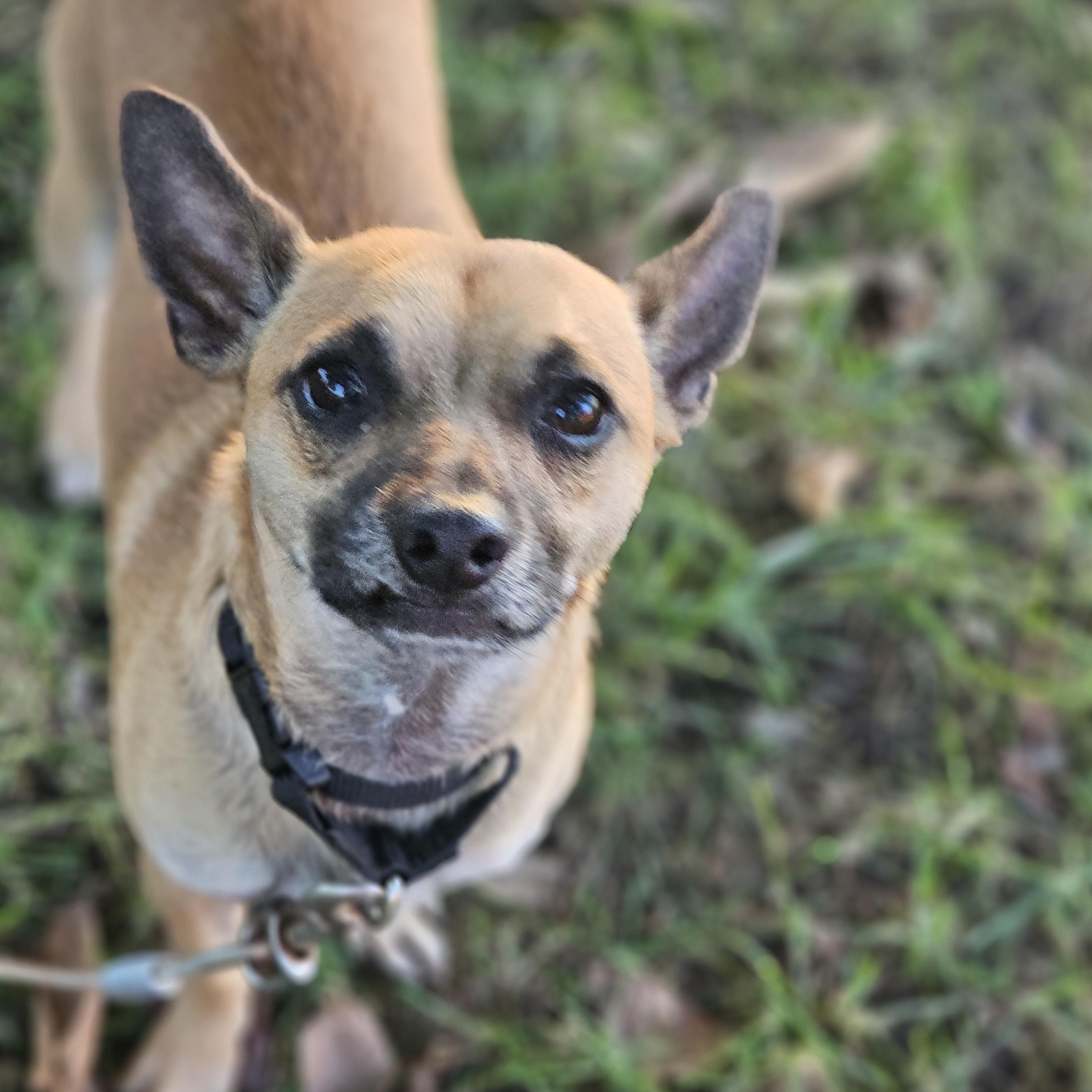 Enlarge Baxter Springfield, a Adoptable Chihuahua in Springfield , IL image 5/6