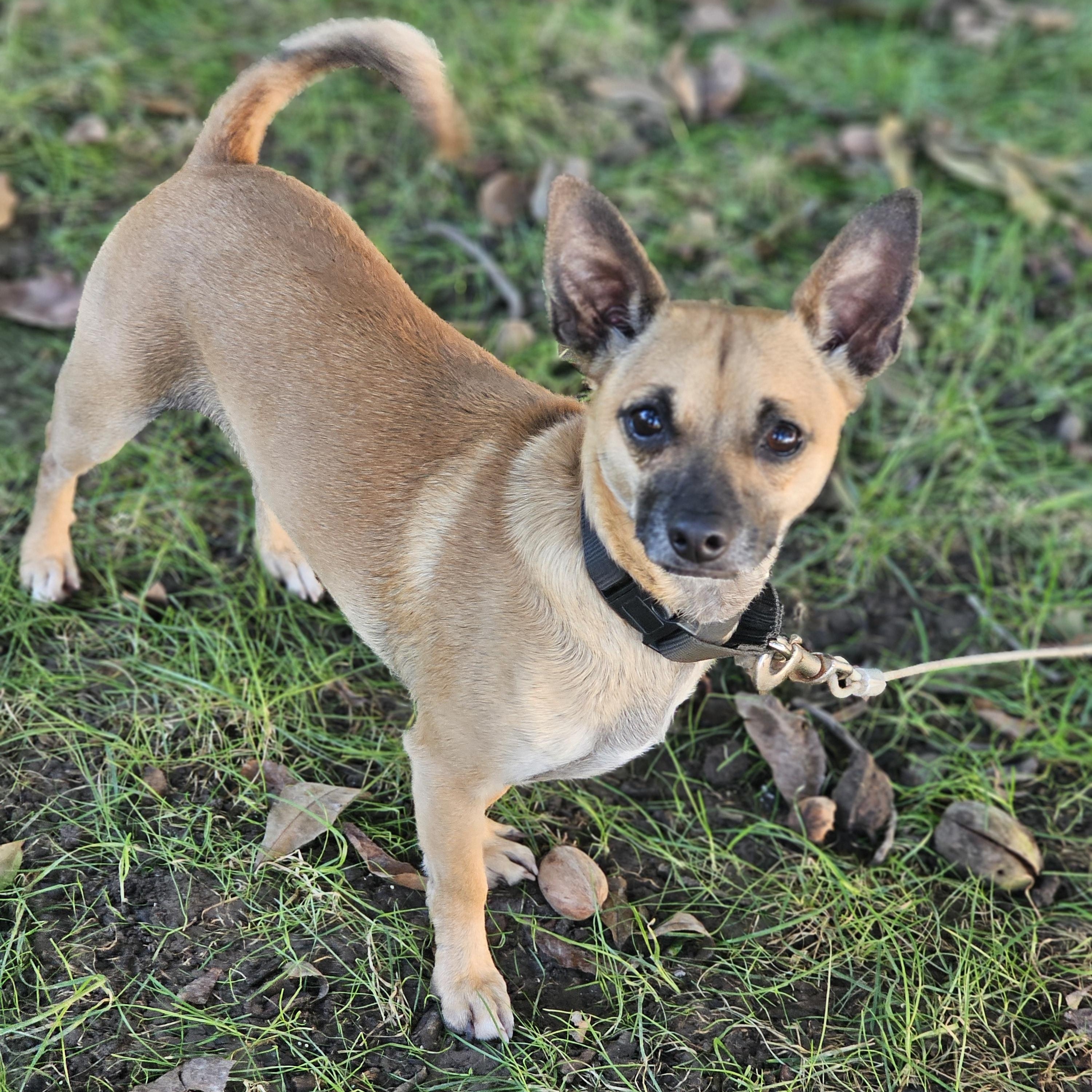 Enlarge Baxter Springfield, a Adoptable Chihuahua in Springfield , IL image 2/6