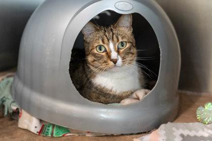 Kit Kat, Adoptable, Adult Male Domestic Short Hair.