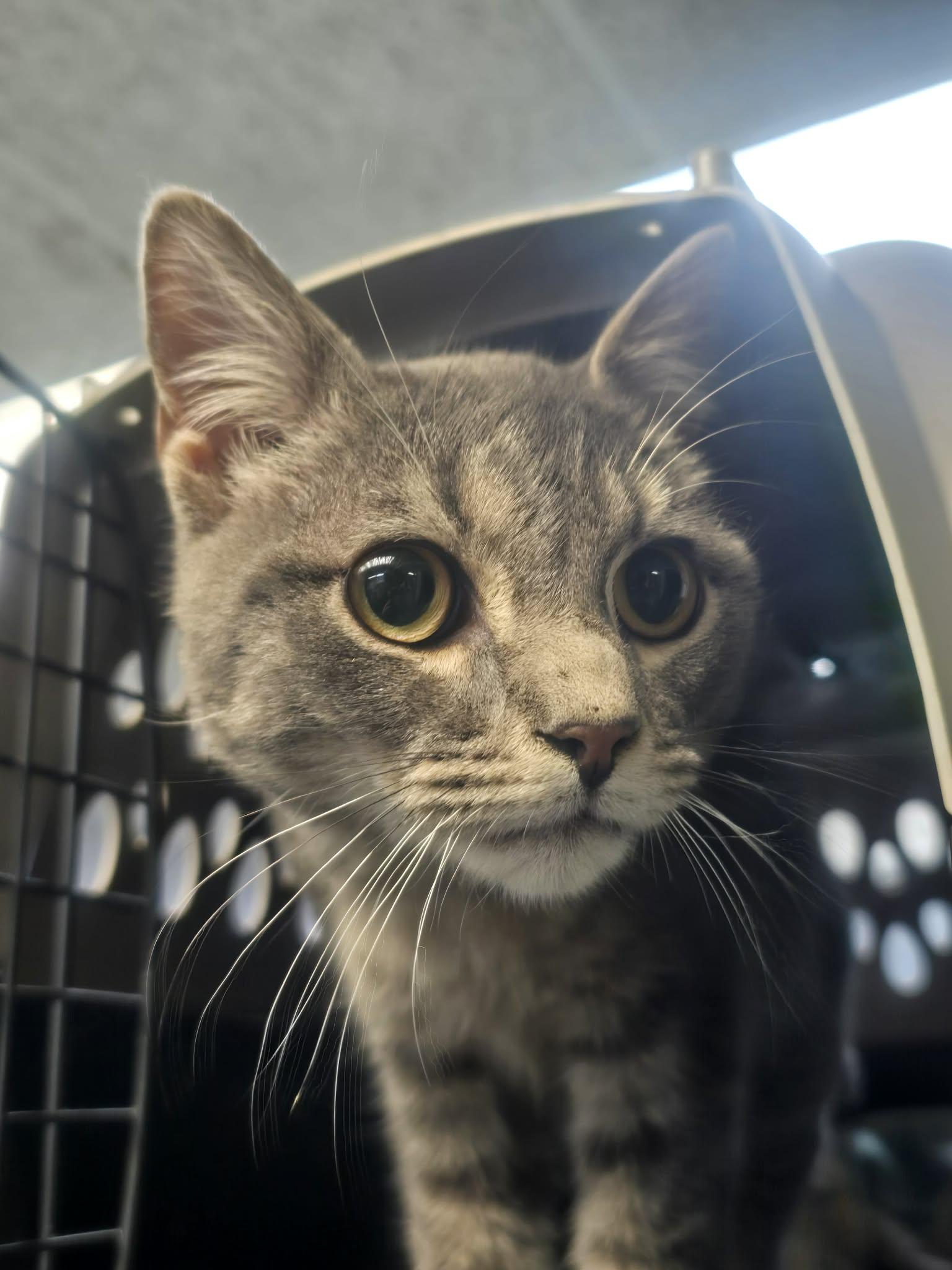 Hopper, ADOPTABLE, Young Male Domestic Short Hair.