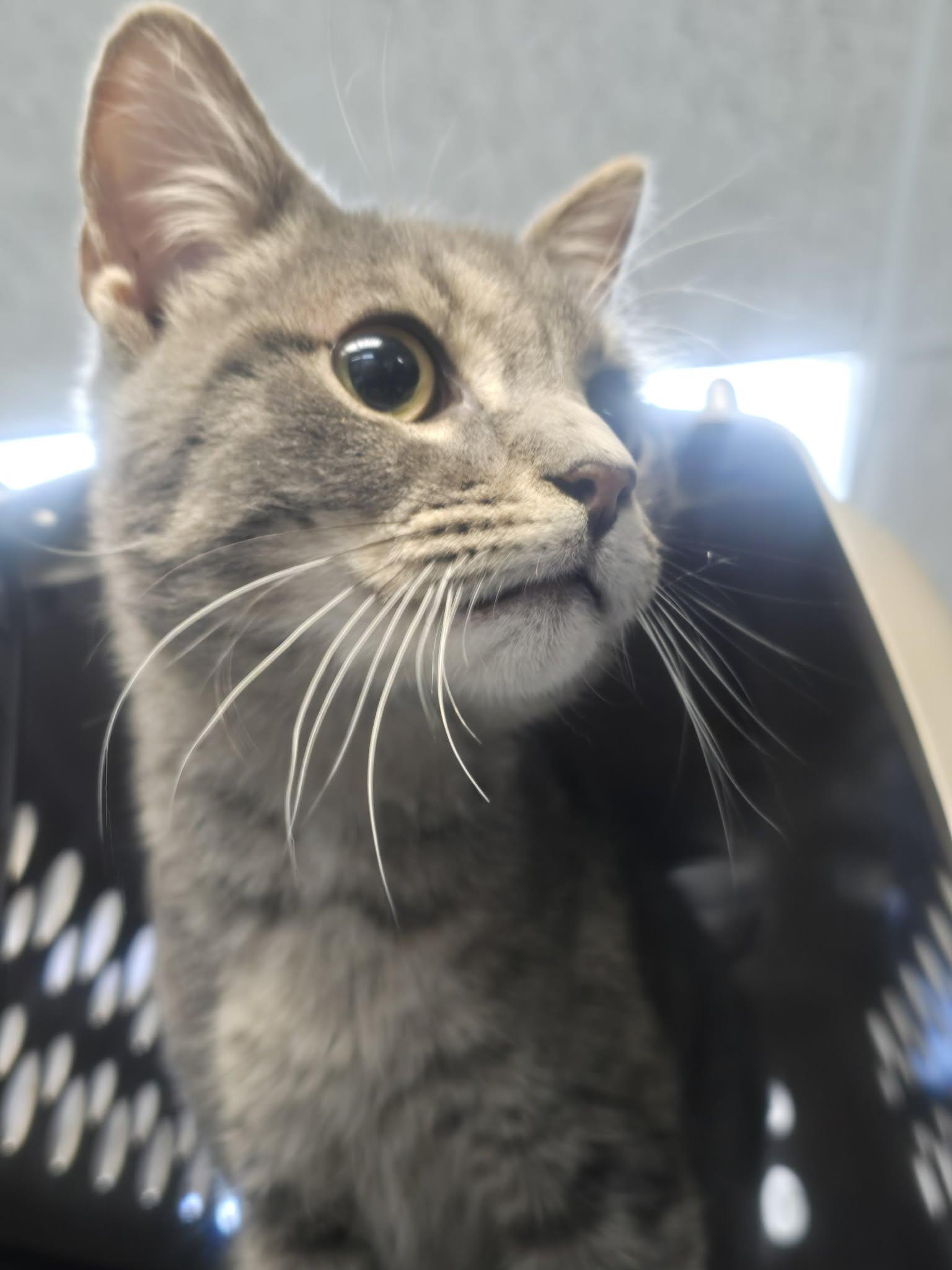 Hopper, a ADOPTABLE Domestic Short Hair in Rock Falls, IL image 2/4