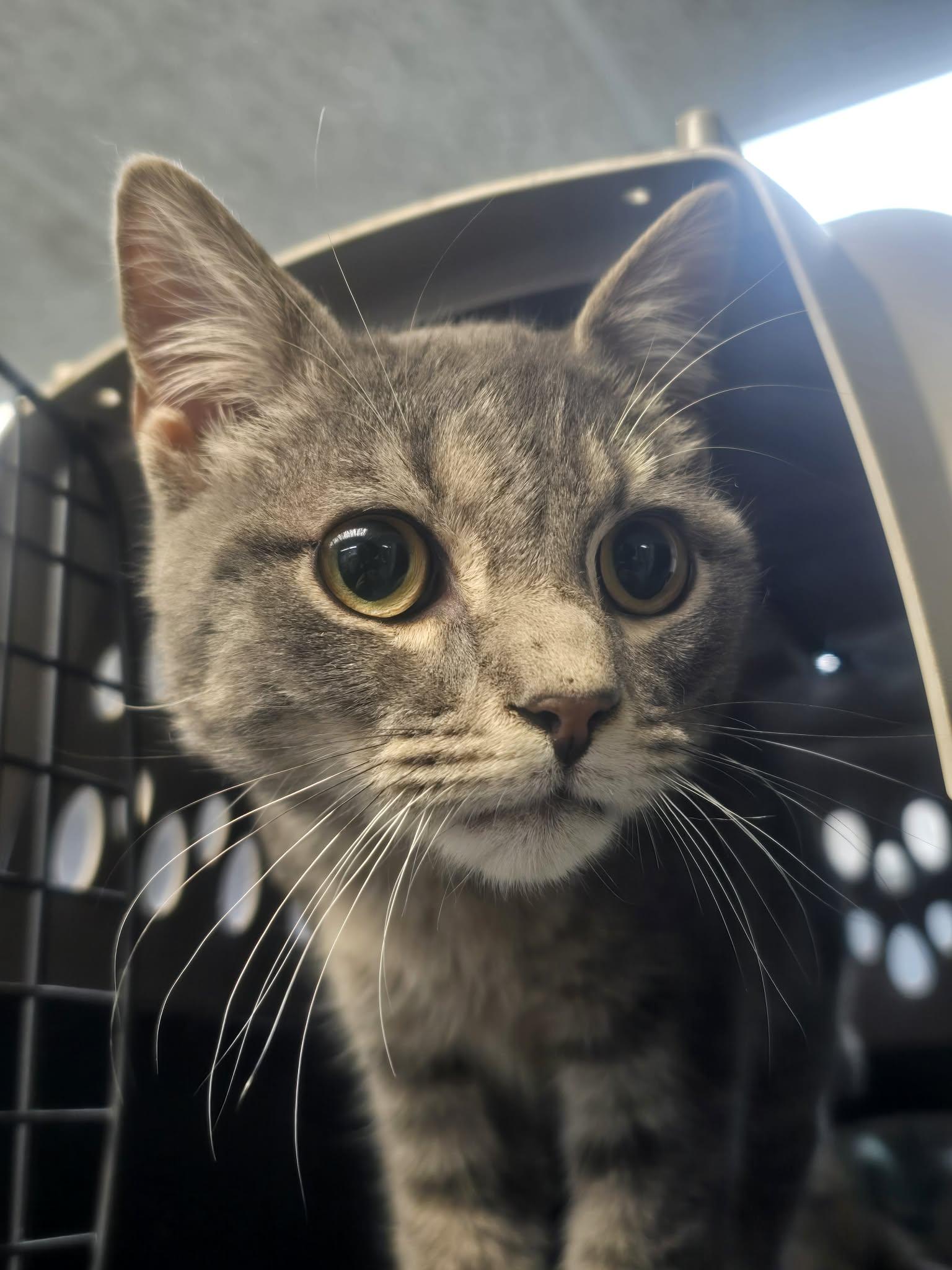 Hopper, a ADOPTABLE Domestic Short Hair in Rock Falls, IL image 3/4