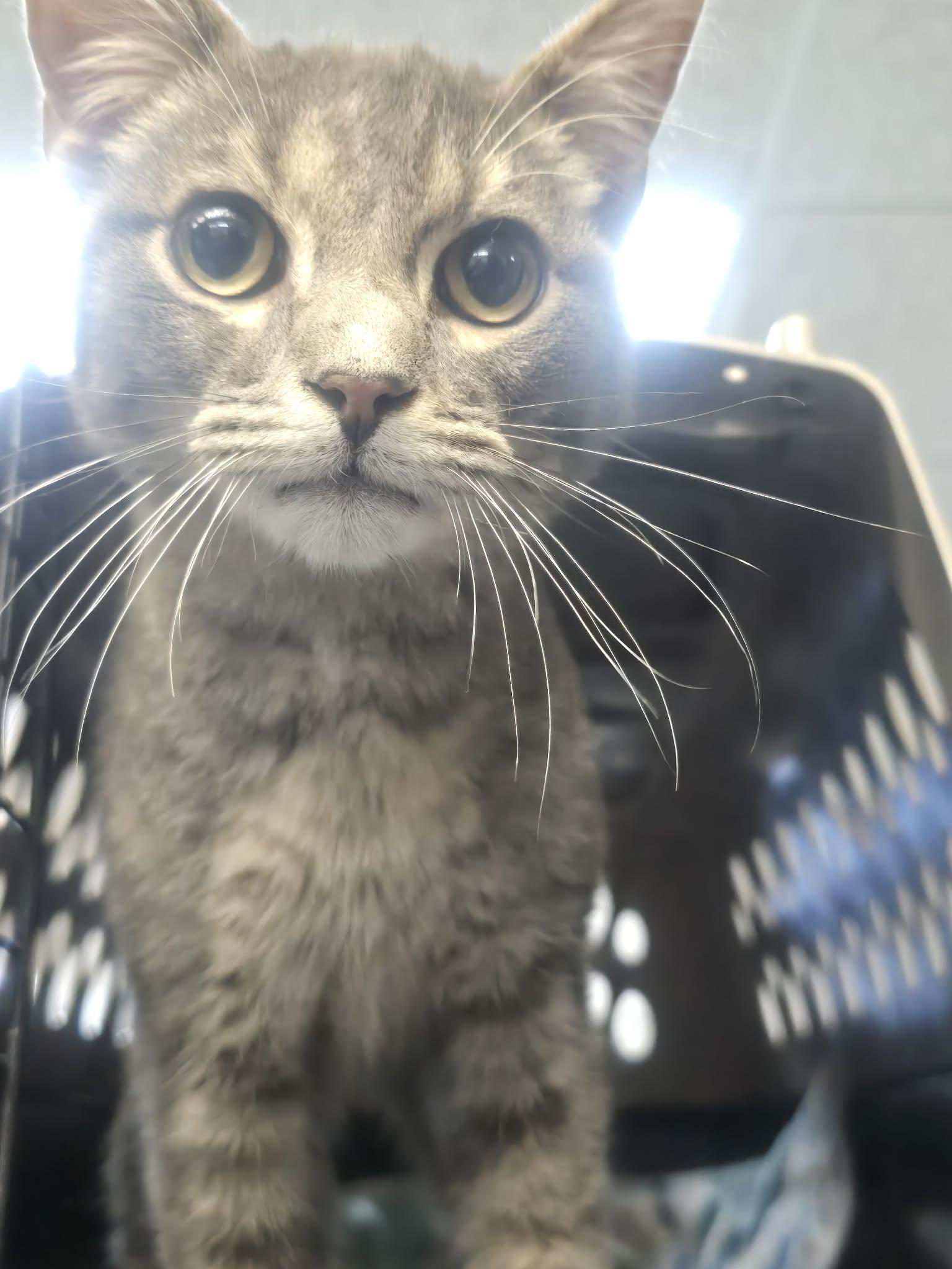 Hopper, a ADOPTABLE Domestic Short Hair in Rock Falls, IL image 4/4