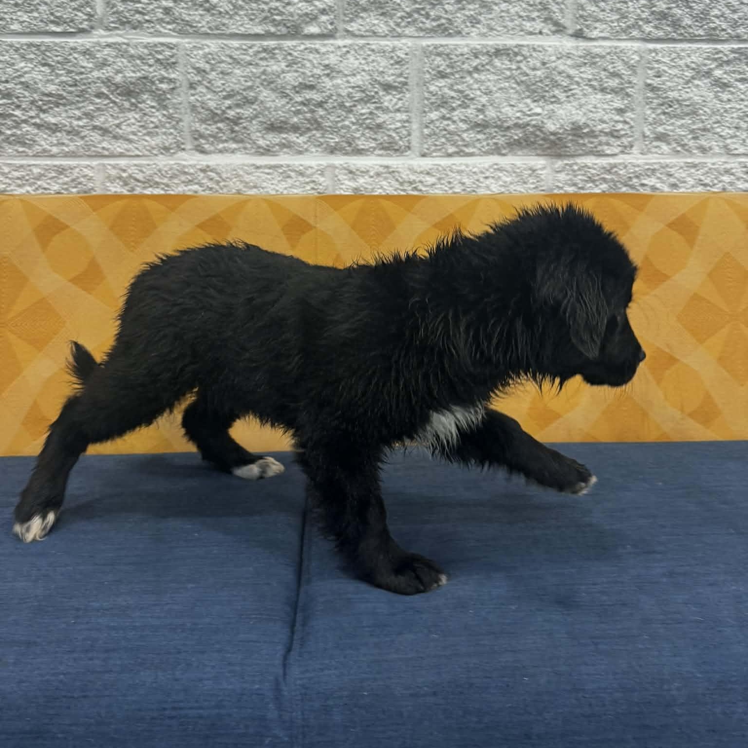 Enlarge Sandusky, a ADOPTABLE mixed breed in Danbury, CT image 3/5