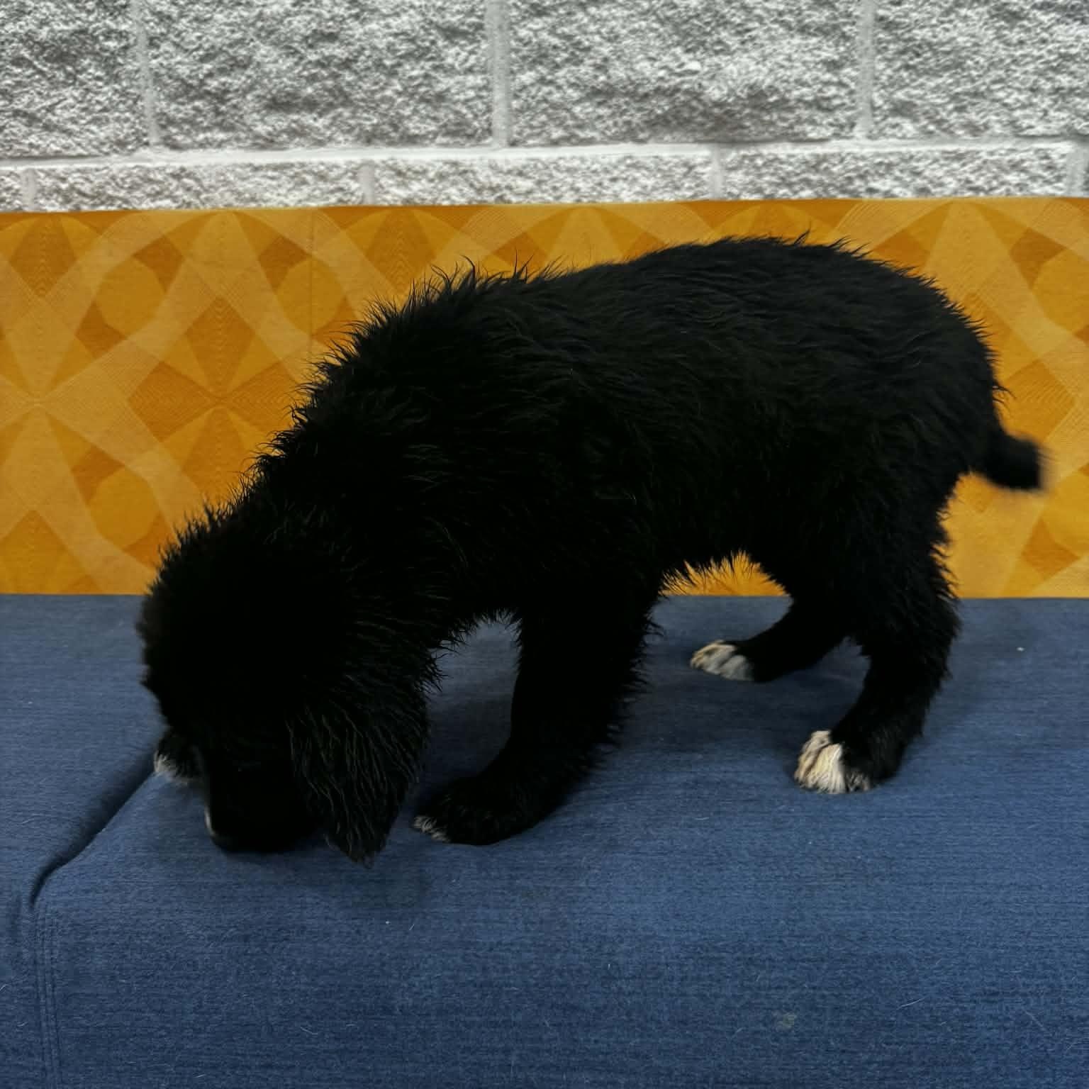 Enlarge Sandusky, a ADOPTABLE mixed breed in Danbury, CT image 5/5