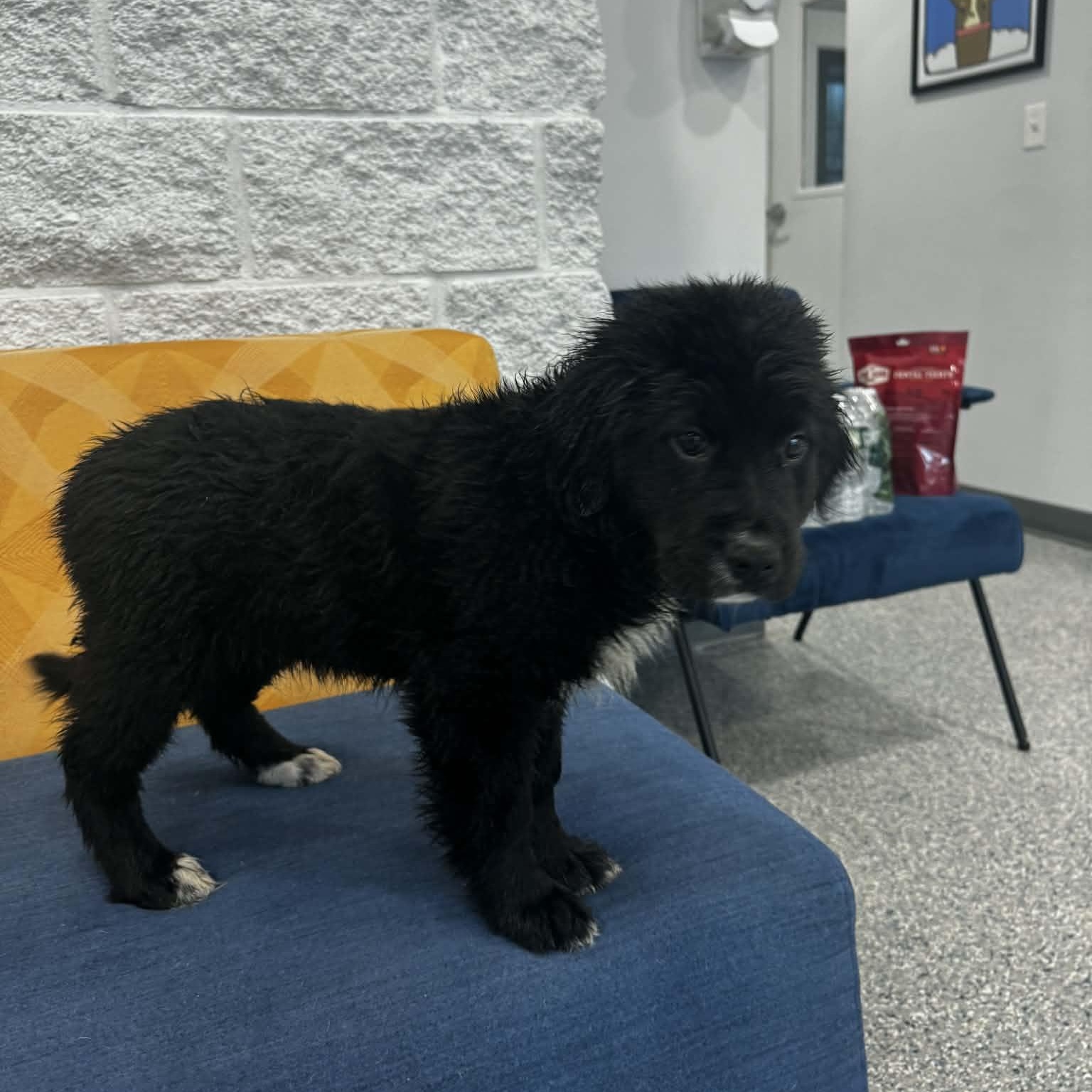 Enlarge Sandusky, a ADOPTABLE mixed breed in Danbury, CT image 4/5