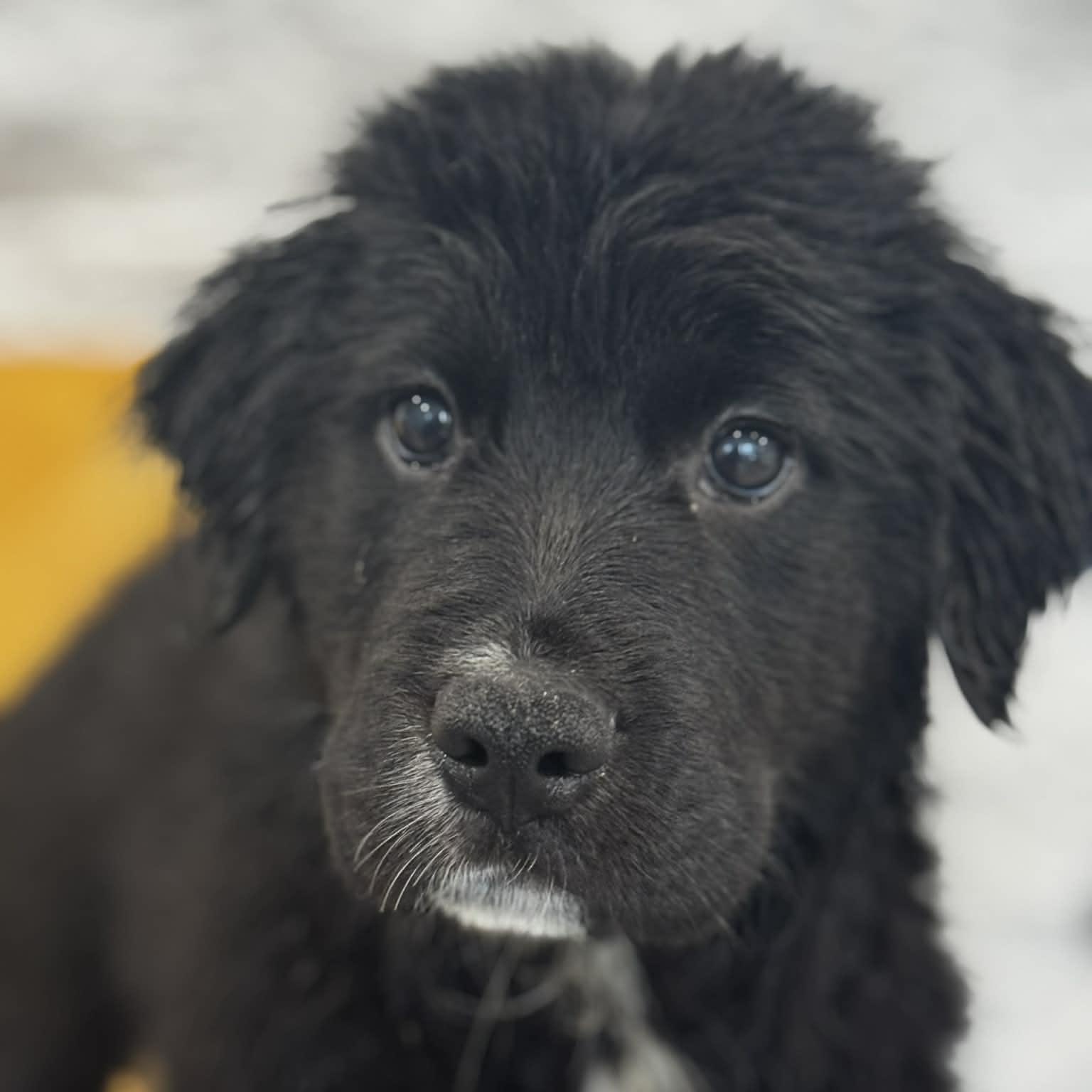 Enlarge Sandusky, a ADOPTABLE mixed breed in Danbury, CT image 2/5