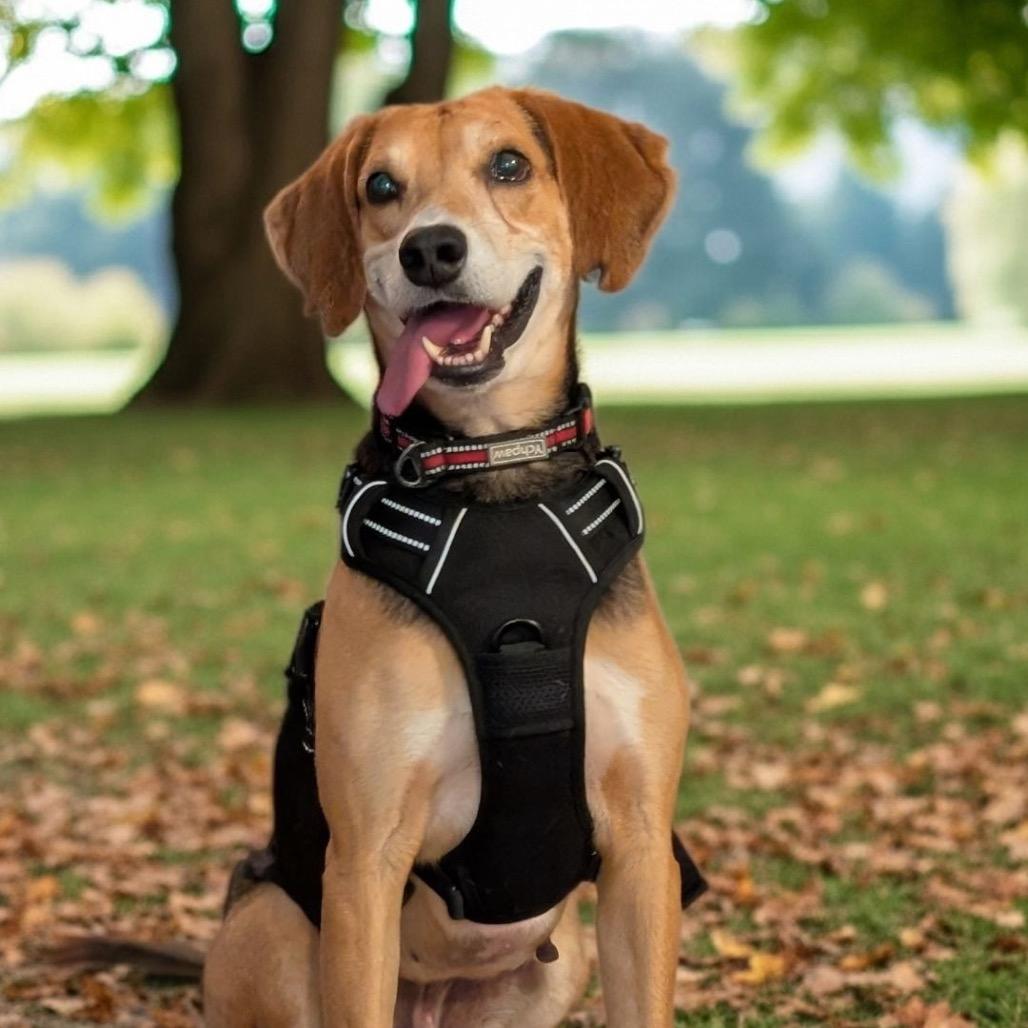 Enlarge Silly Goose @ Foster, a Adoptable Mixed Breed in Summerville, SC image 2/6