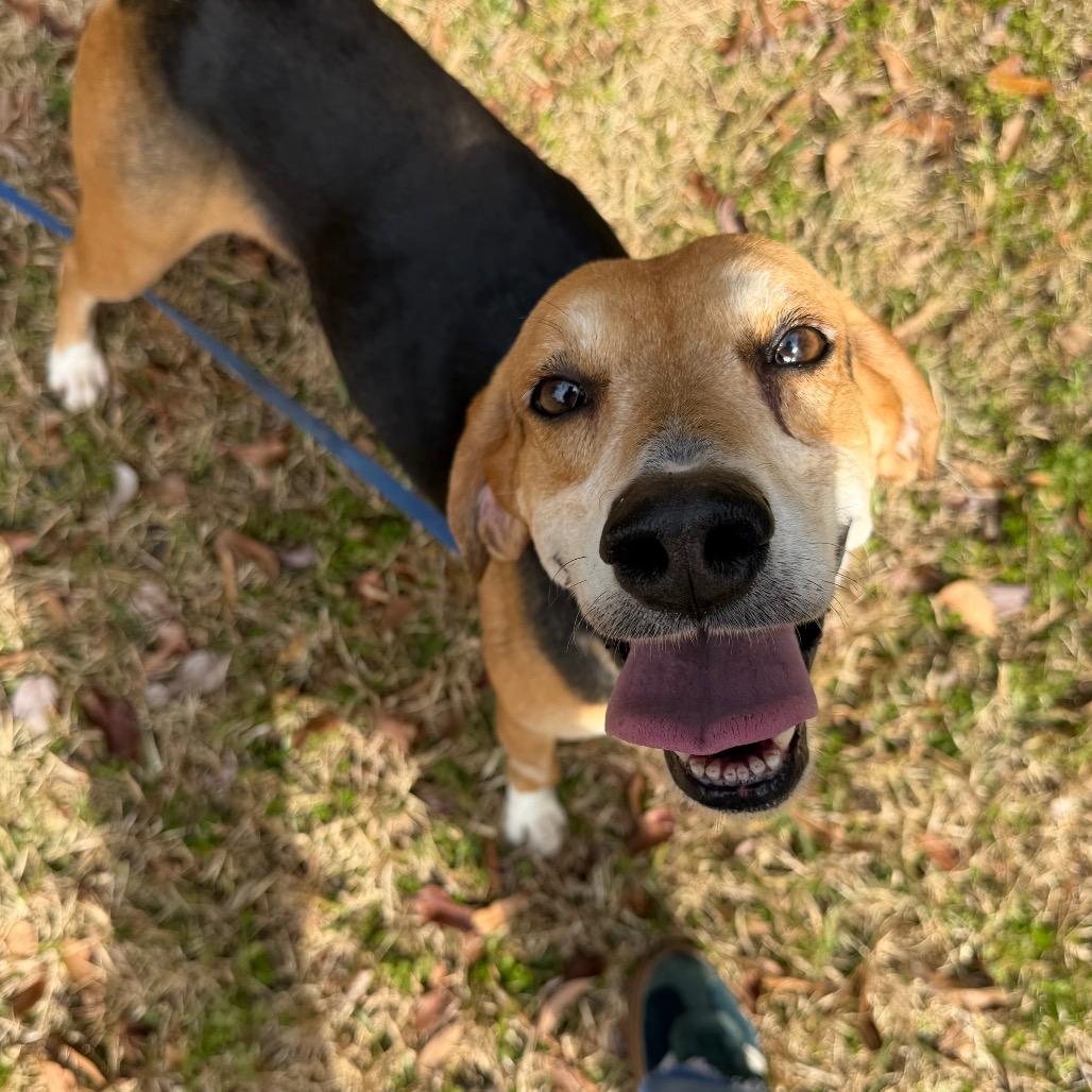 Enlarge Silly Goose @ Foster, a Adoptable Mixed Breed in Summerville, SC image 4/6