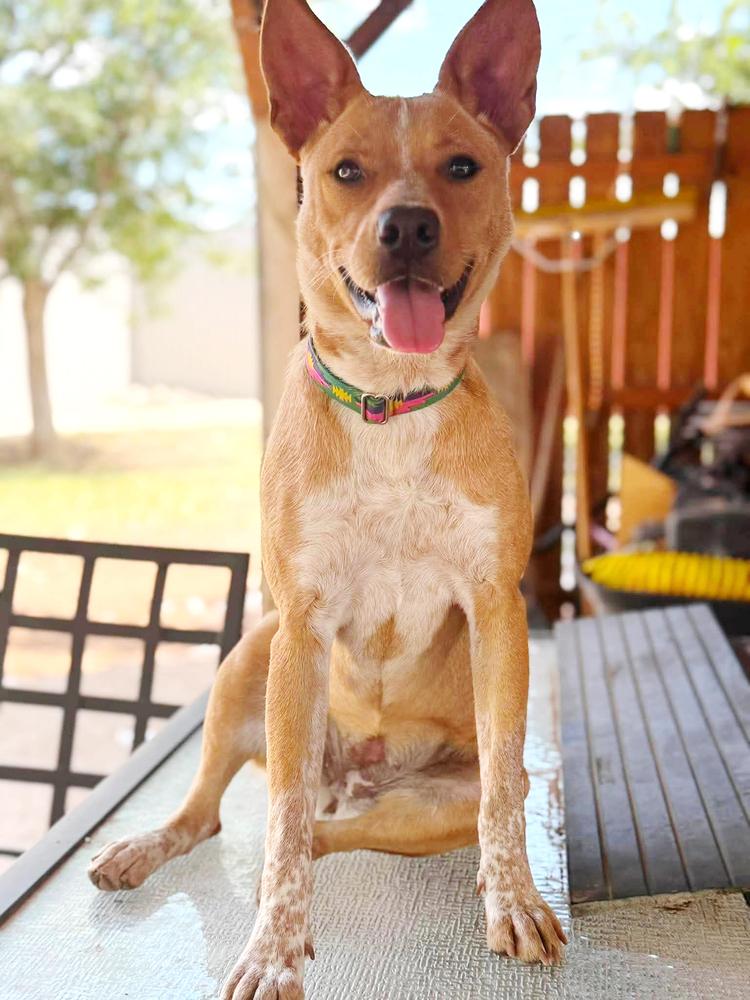 Cinnamon photo