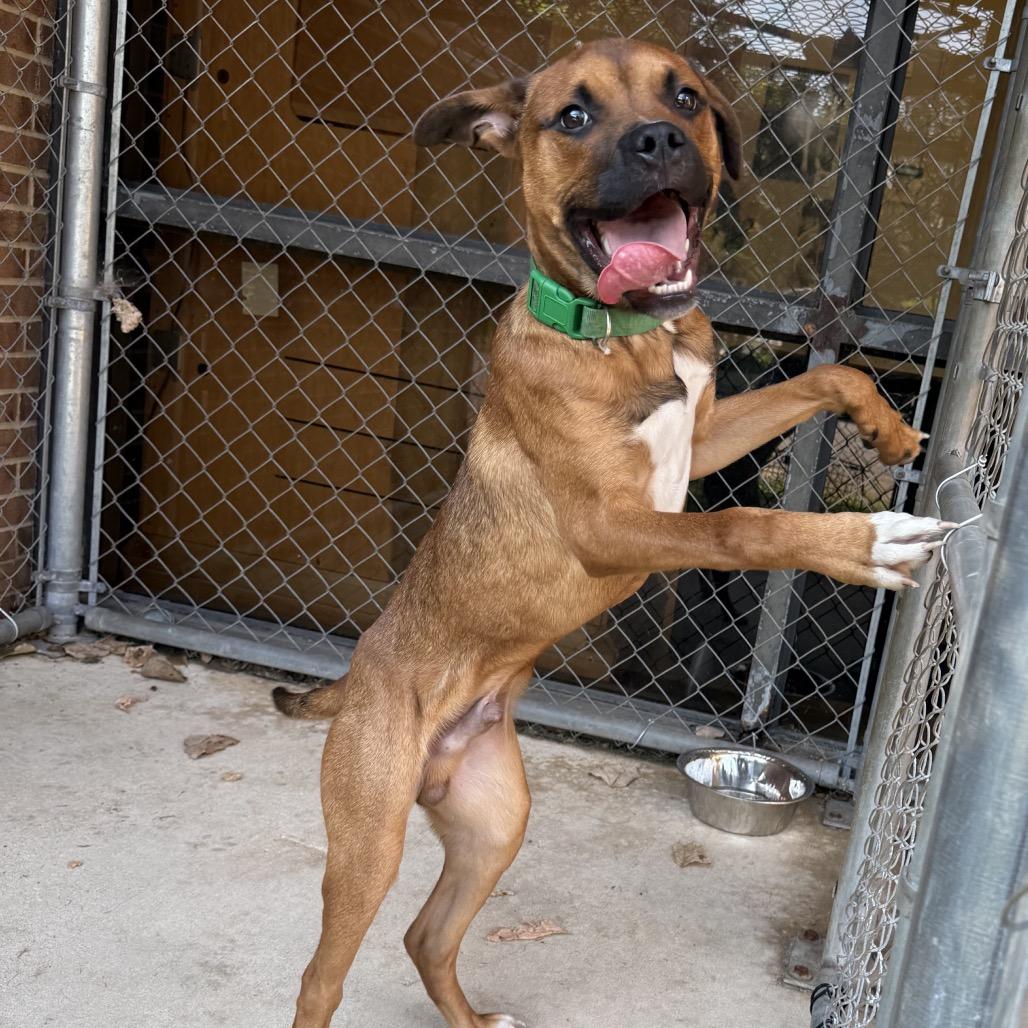 Baxter, Adoptable, Young Male Black Mouth Cur.