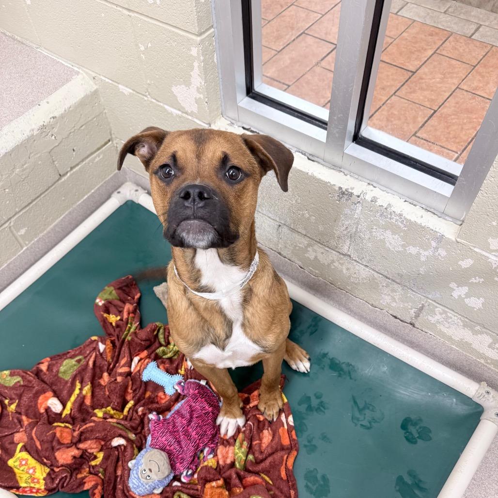 Enlarge Baxter, a Adoptable Black Mouth Cur in Birmingham, AL image 2/4