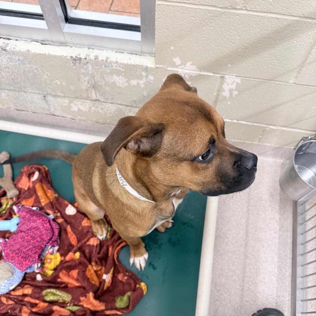 Enlarge Baxter, a Adoptable Black Mouth Cur in Birmingham, AL image 3/4