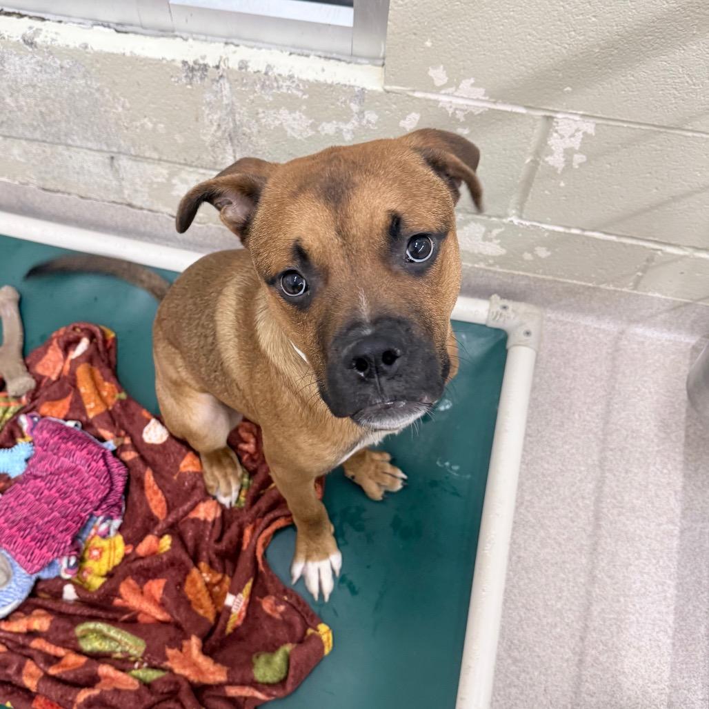 Enlarge Baxter, a Adoptable Black Mouth Cur in Birmingham, AL image 4/4