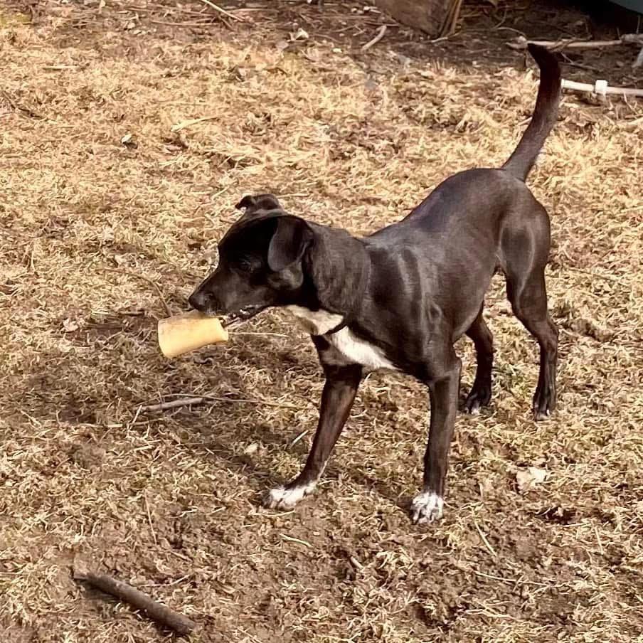 Midnight, a Adopted mixed breed in Blue Island, IL image 2/5