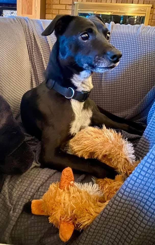 Midnight, a Adopted mixed breed in Blue Island, IL image 3/5