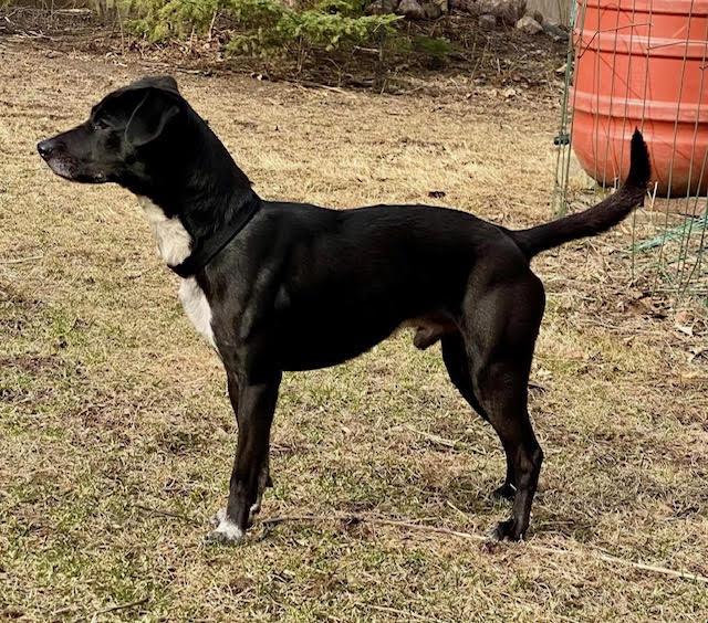 Midnight, a Adopted mixed breed in Blue Island, IL image 4/5