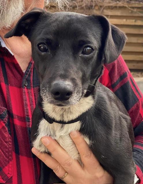 Midnight, a Adopted mixed breed in Blue Island, IL image 1/5